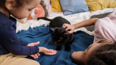 introducing pets 6864007