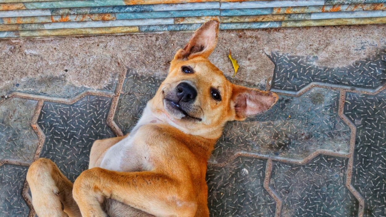 pet adoption 38183369