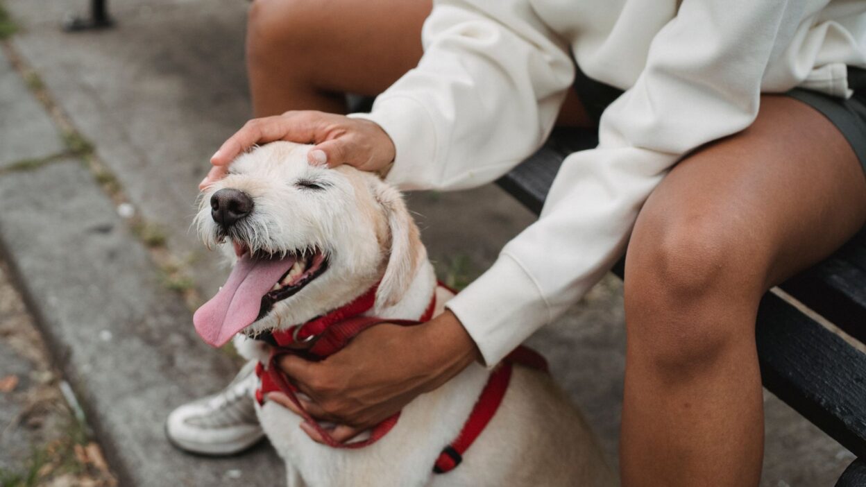 pet checkup 5257628