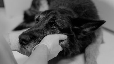 pet health 6234635