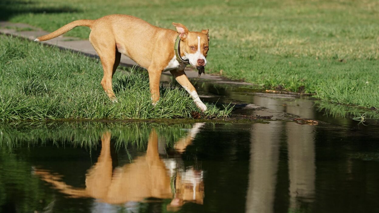pet water 14568836
