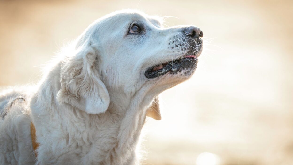 senior pets 33274372