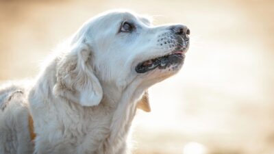 senior pets 33274372