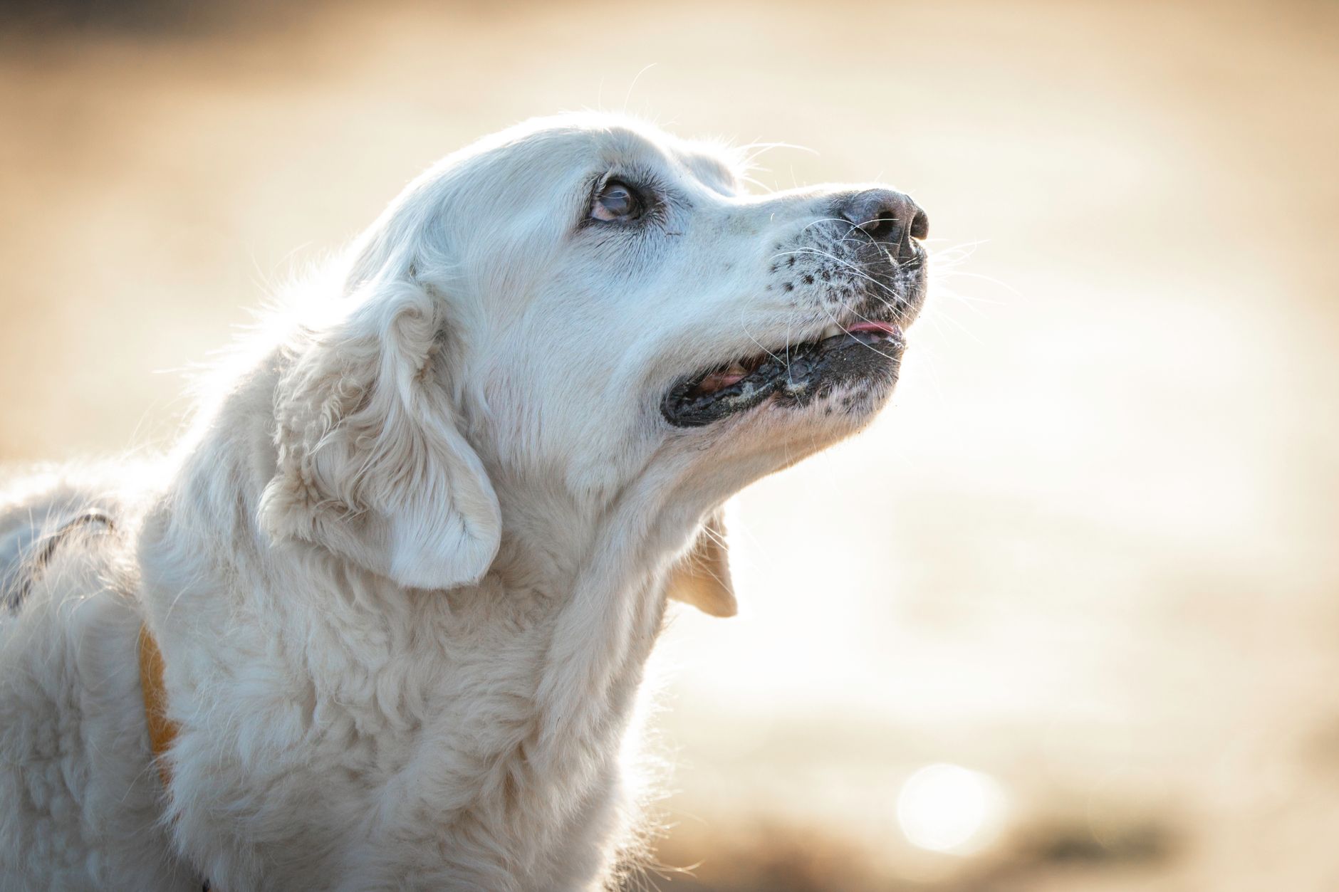 Yaşlı Köpek ve Kedi Bakımı İçin Öneriler