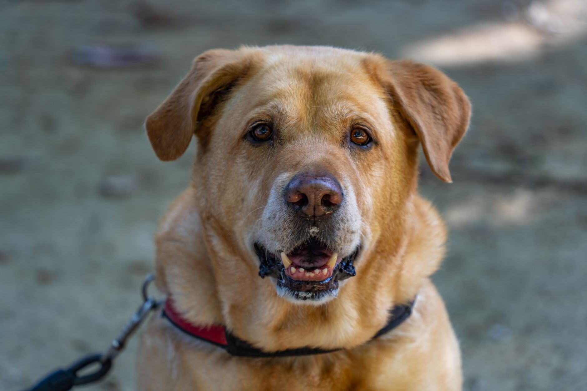 Yaşlı Köpek ve Kedi Bakımı İçin Öneriler